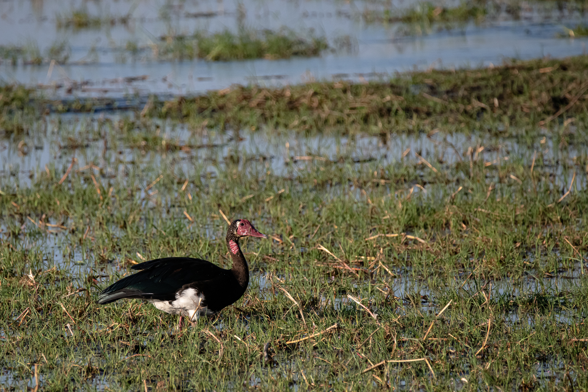 Spur-Winged